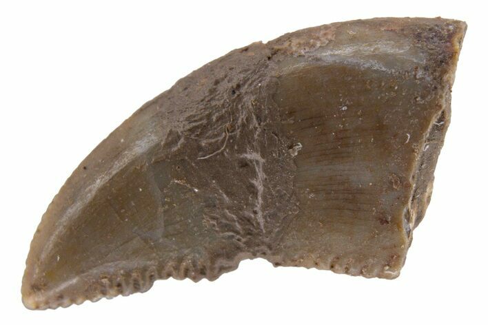 Fossil Dromaeosaurid Theropod (Deinonychus) Tooth - Montana #321374